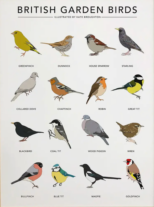 A4 Print of British Garden Birds by Kate Broughton