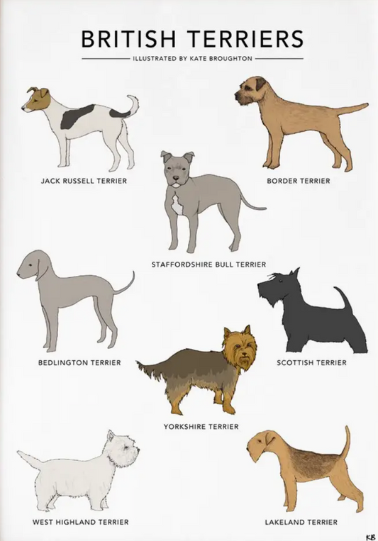 A4 Print of British Terriers by Kate Broughton