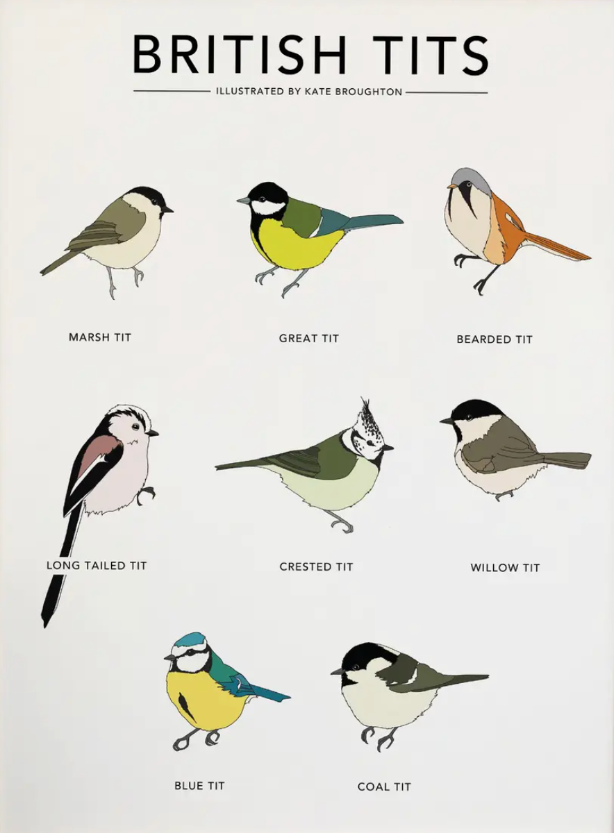 A4 Print of British Tits by Kate Broughton